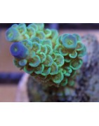 SPS Corals