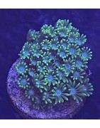 Salty's Choice Corals