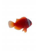 Aqua-cultured Marine Fish