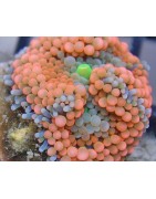 Mushroom Corals