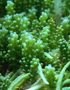 Marine Macro Algae