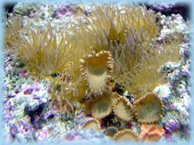 aiptasia killing corals