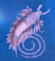 Berghia nudibranch laying eggs in the form of an egg ribbon