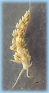 Berghia nudibranch