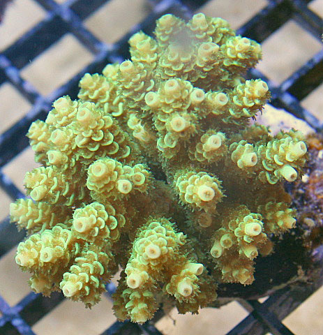 Note the clustered growth form for this Acropora coral.