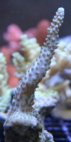 Aquacultured Baby Blue Acropora Coral with only one