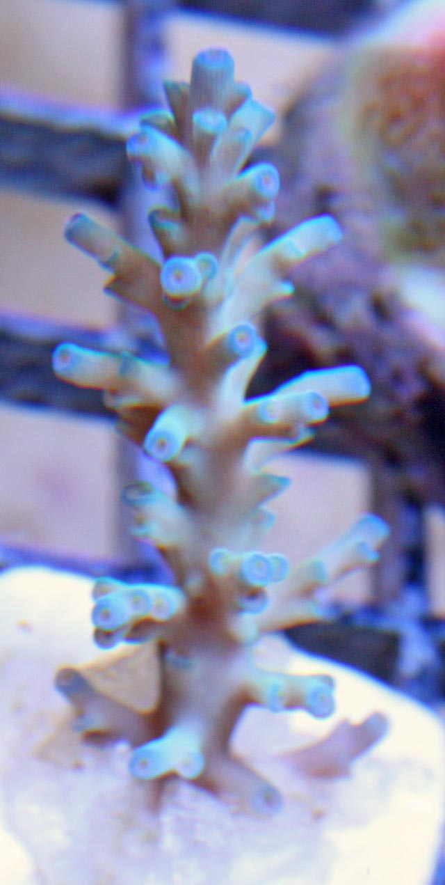 Aquacultured Ice Fire Acropora echinata coral, a bottlebrush growth form.