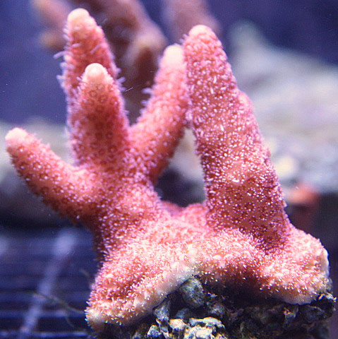 Aquacultured Pink Acropora millepora coral with light colored corallites.