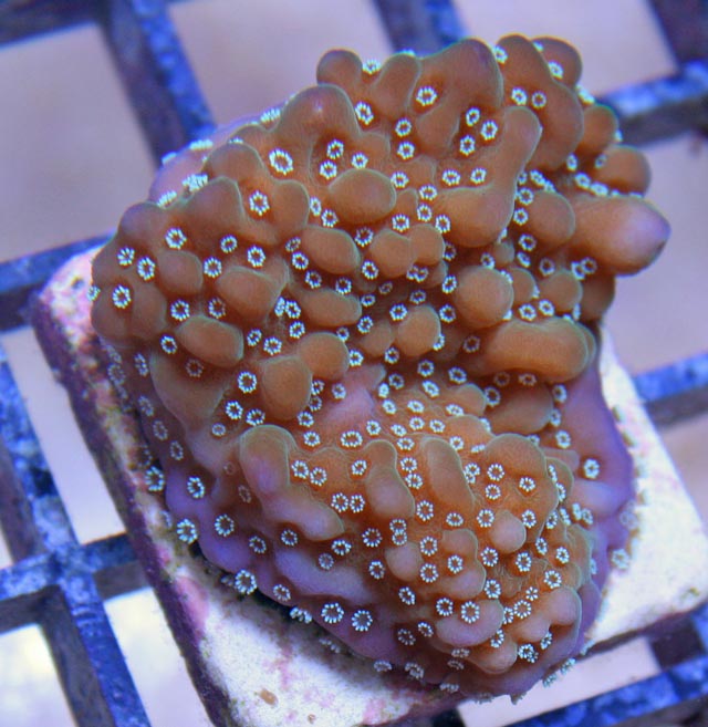 Aquacultured purple and green Montipora undata coral with mounded formations on its encrusting mat.