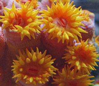 A sun coral with extended polyps.