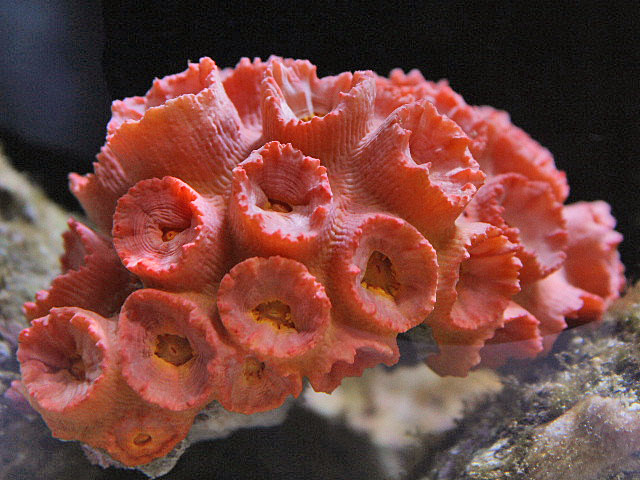 This Tubastrea sun coral has yellow polyps which are retracted.