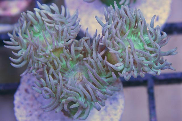 This Australian Duncan (Duncanopsammia axifuga) is branching with 3 polyps.