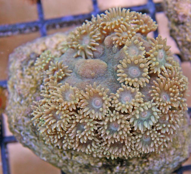 This Pagoda Cup Coral (Turbinaria patula) can have a lot of mucus and should be kept free of debris.