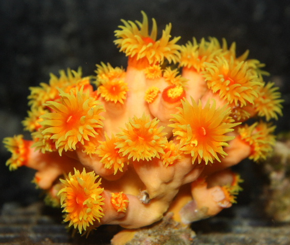 This dendro is commonly called sun coral.