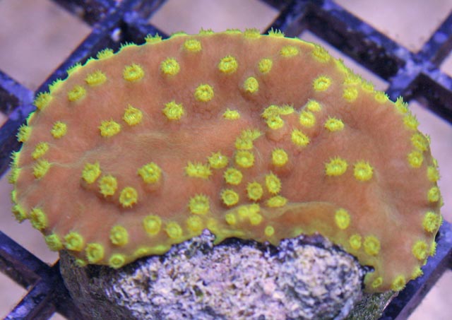 This red and yellow scroll coral is Turbinaria reniformis.