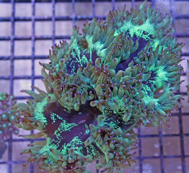 Australian Purple Tip Elegance Coral
