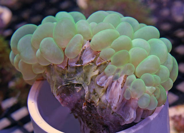 Green Bubble Coral (Plerogyra sp.)