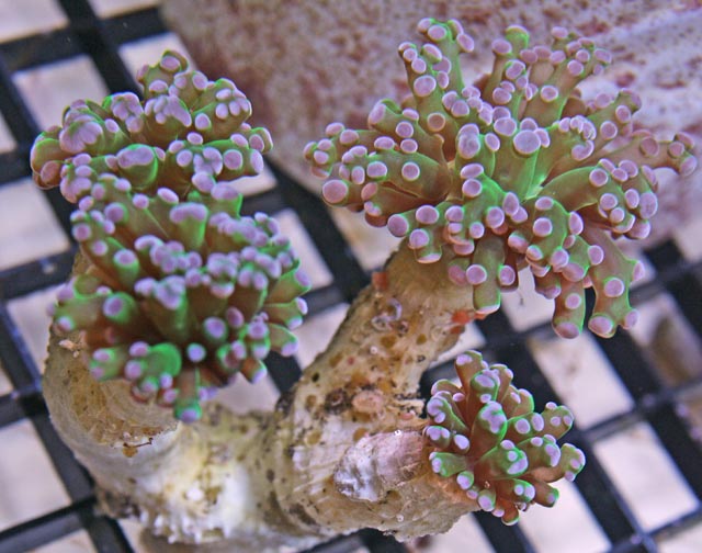 Purple Tip Green Frogspawn Coral
