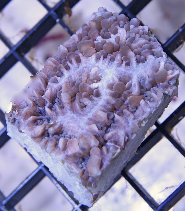 White Pearl Coral (Physogrya lichtensteini).  Notice the fused corallite walls.