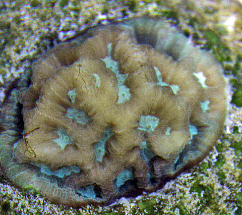 This aquacultured Platygyra coral has green corallite walls and contrasting blue valleys.
