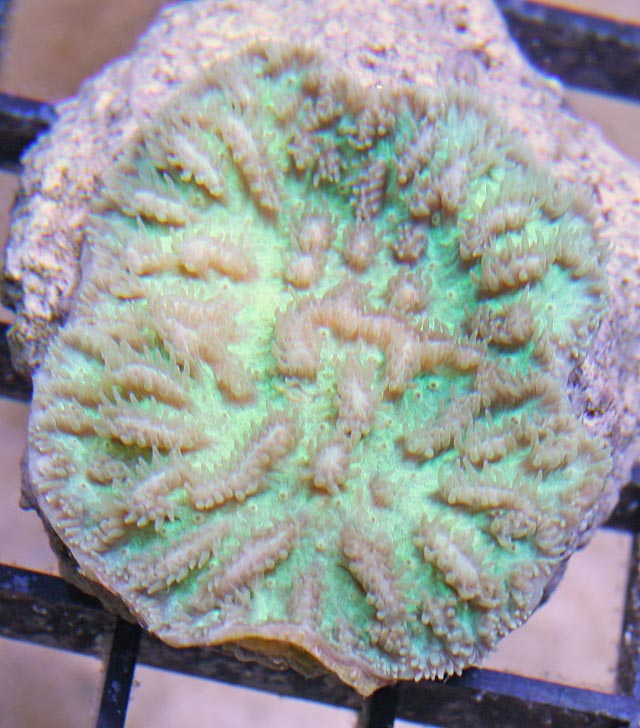 Aquacultured Blue Green Platygyra Coral