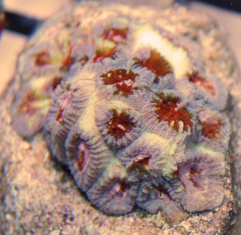 Aquacultured Favia Coral