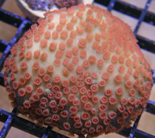 This aquacultured Cyphastrea coral is plocoid, and you can see the coenosarc (connective tissue) between the corallites.