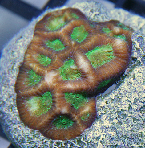 Green and brown favia coral
