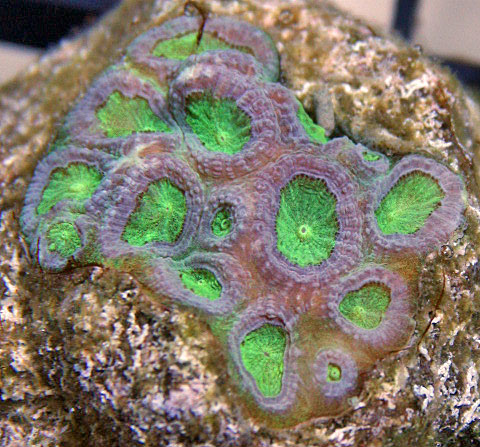 This aquacultured Favia coral has unfused, plocoid corallite walls.