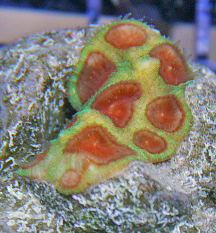 Green and red Favia coral