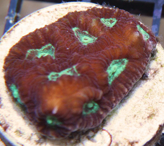 This Montastrea coral is plocoid, with unfused corallite walls.