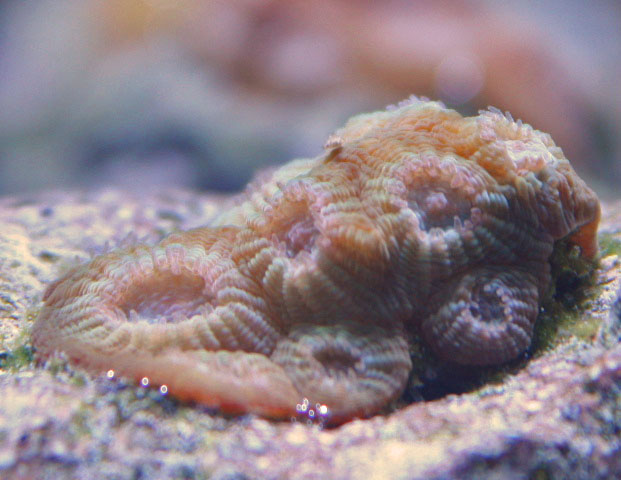 This Oulophyllia coral has the ability to eject its polyps.