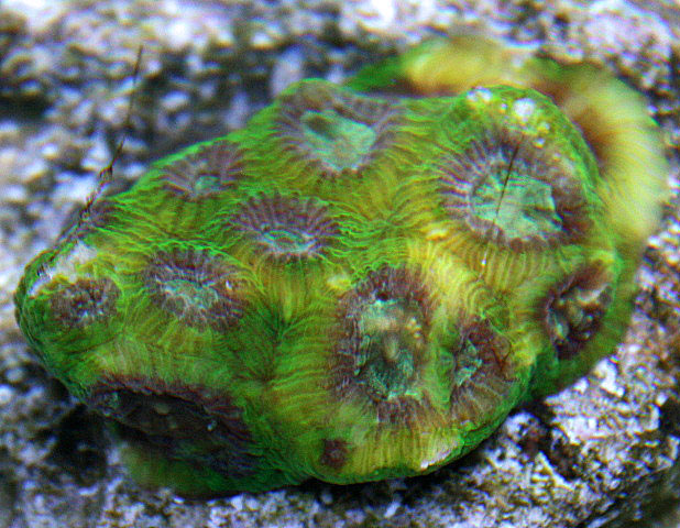 Aquacultured Purple Eye Favia Coral