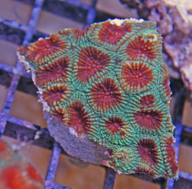 Green and Red Eye Favia Coral