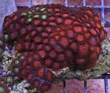 Zoas are brightly colored with contrasting oral disc and tentacles.