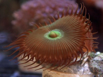Protopalys often have more tentacles than palys.
