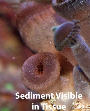 Some species use sediment in their tissue.