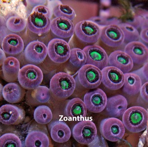 Zoanthus polyps are embedded in a mat, and are typically smaller than palys.