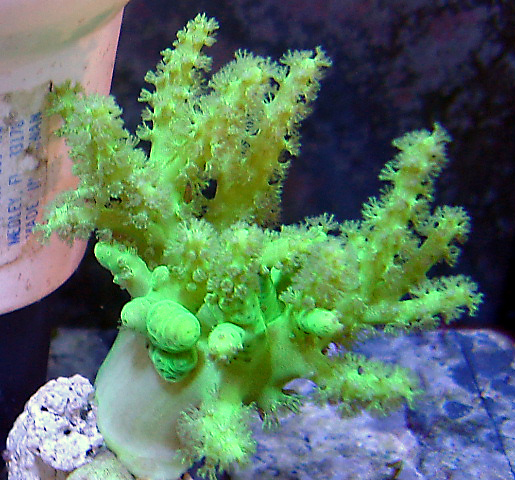 This leather coral is a neon green.