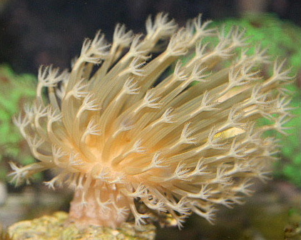 Be cautious if you plan to include this toadstool leather coral with fire corals or stony corals.