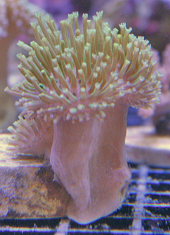 The green polyps on this toadstool leather coral sieve the water for prey.