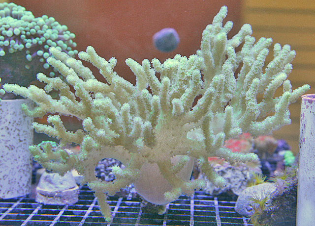 This tree shaped spaghetti coral is a common growth form for leather corals.