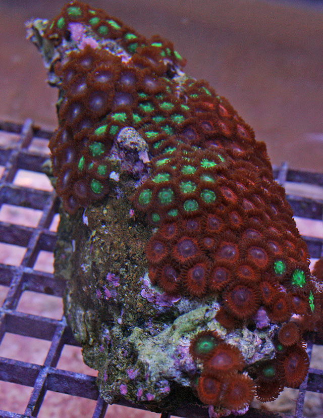 Colorful Zoanthid Rock-We work to ensure they are pest free.