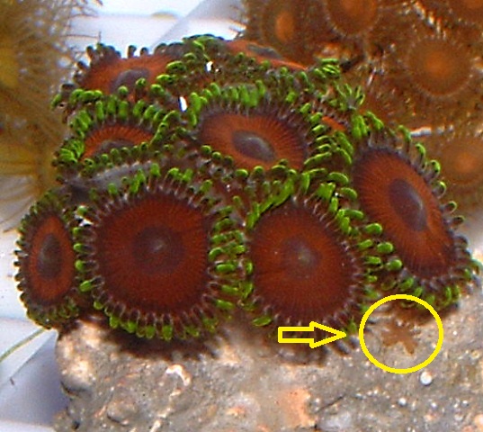 Zoanthid eating nudibranchs have a brown background color, and often take on the colors of the zoa they are eating.