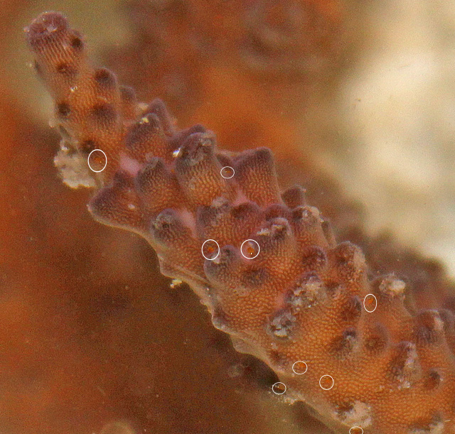 Here is the same acro as above right.  Notice the red bugs within each circle.