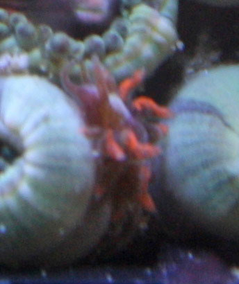 Zoanthid eating nudibranch-Check out this hungry predator!