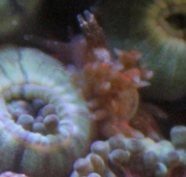 Zoanthid polyps often close when irritated by pests such as this zoanthid eating nudibranch.
