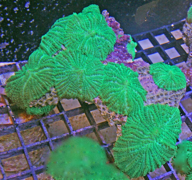 These bright green mushroom corals have been aquacultured.