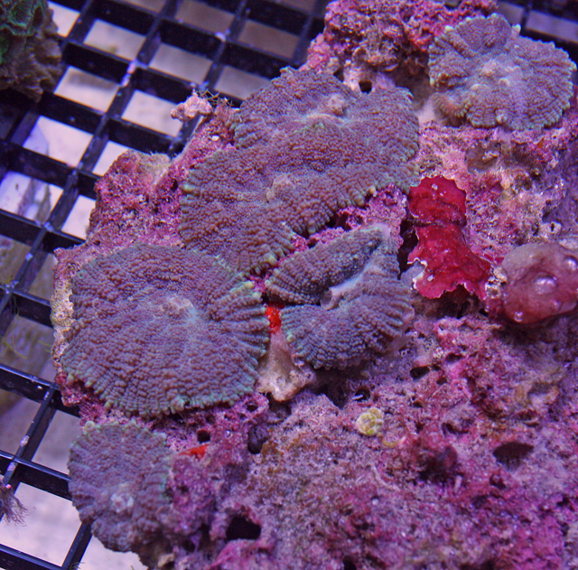 Lavender Rhodactis Mushroom Coral Rock