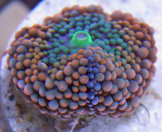 reef recordia mushroom